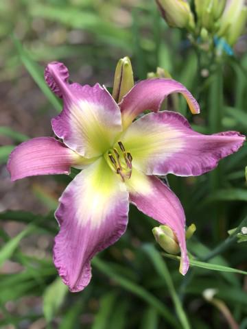Latitude 32 (Davisson-J 2021)